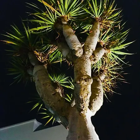Ferienhaus Drago Lanzarote